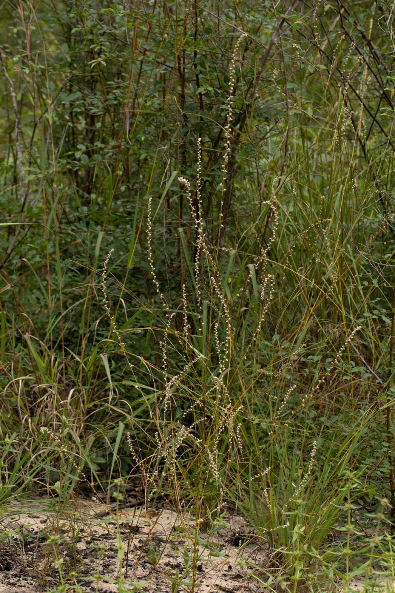 Celosia trigyna Celosia trigyna