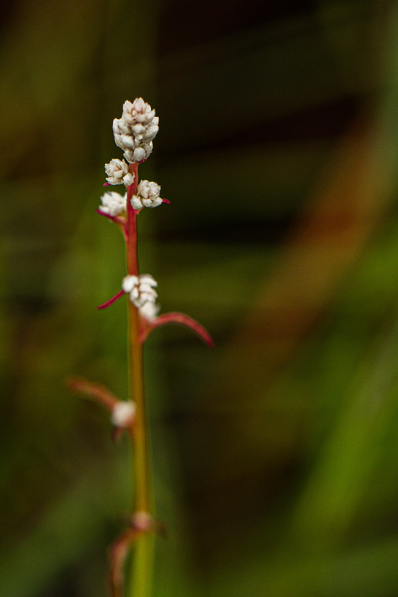 Celosia trigyna