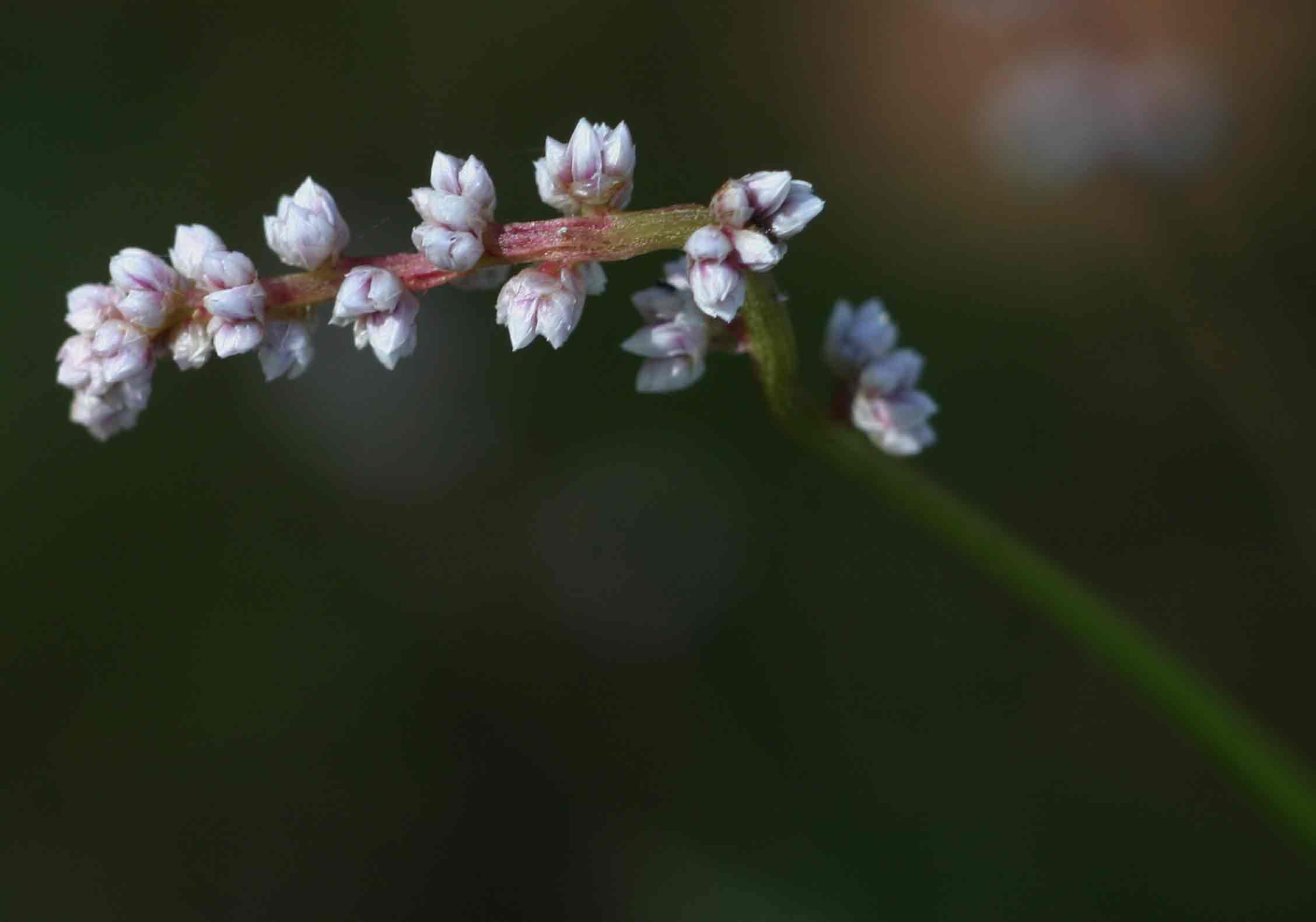Celosia trigyna