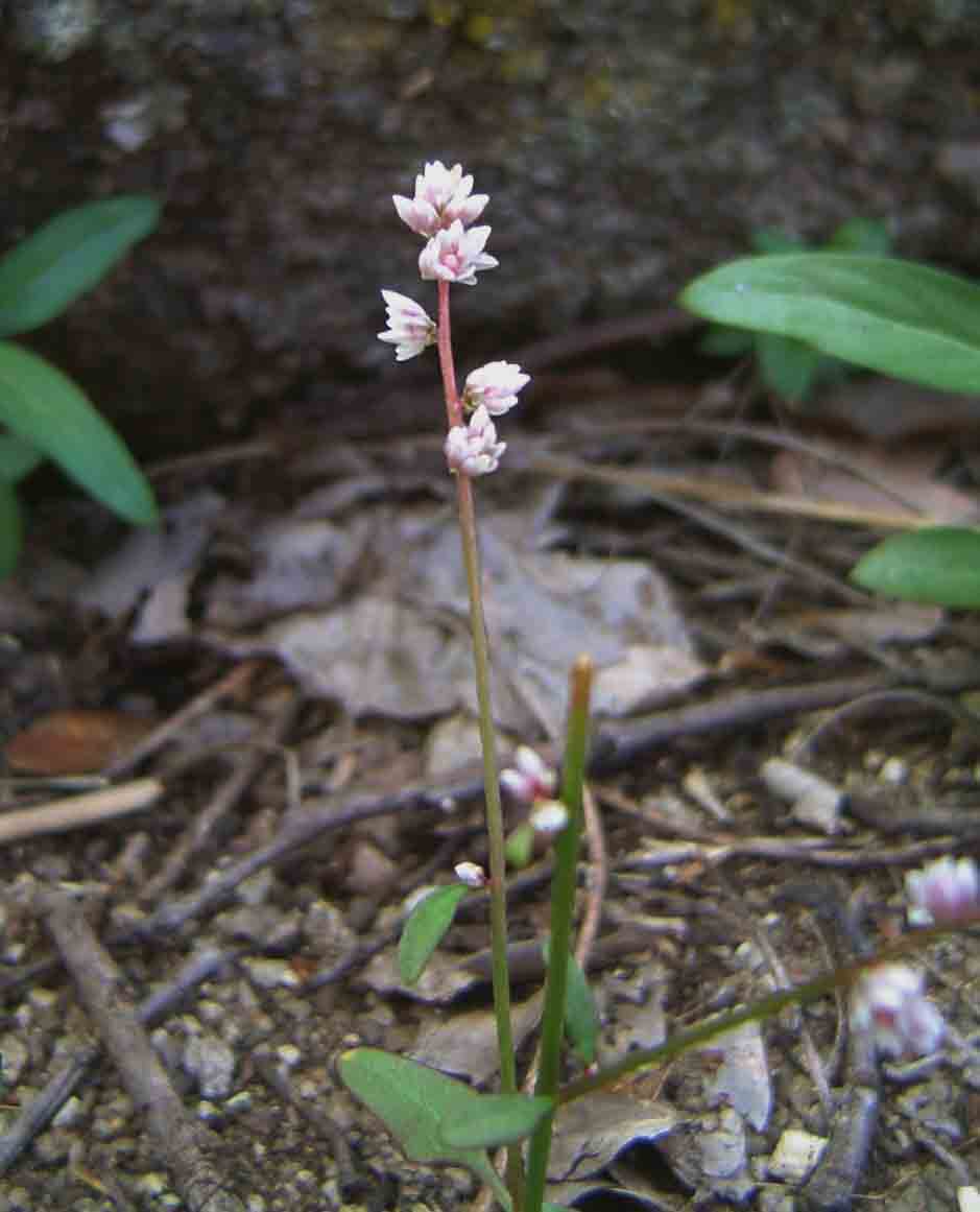 Celosia trigyna