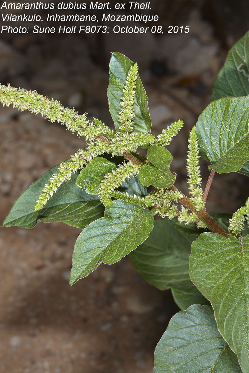 Amaranthus dubius Amaranthus dubius
