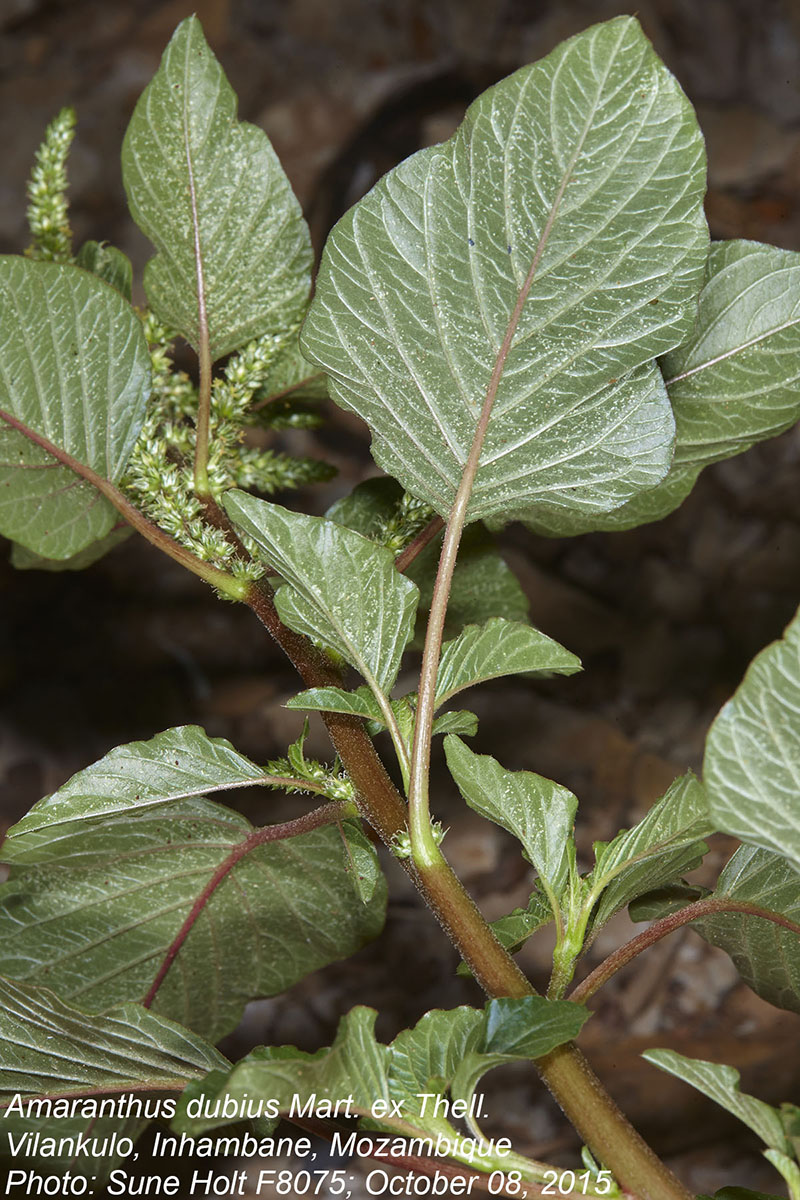 Amaranthus dubius