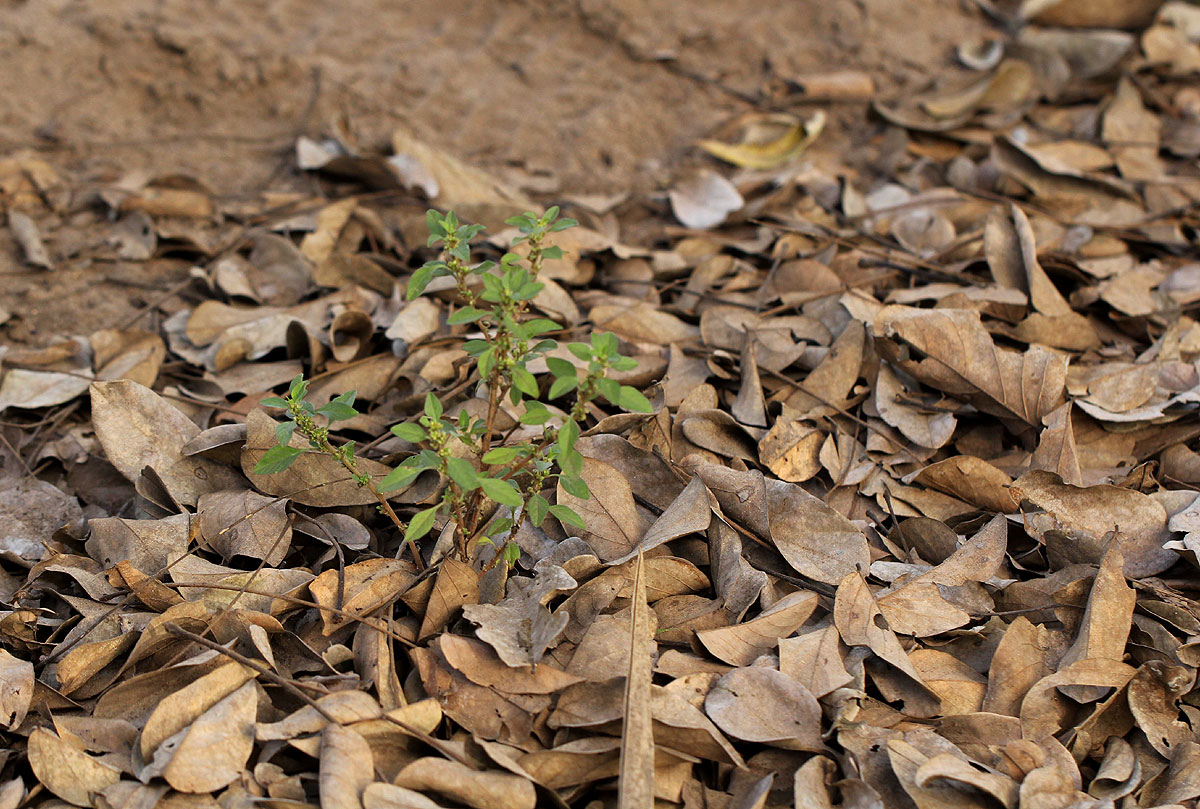 Amaranthus graecizans subsp. silvestris