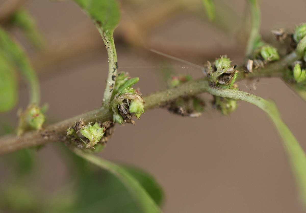 Amaranthus graecizans subsp. silvestris