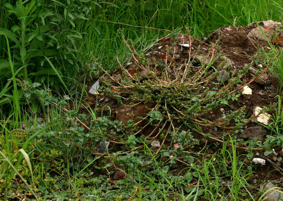 Amaranthus blitum subsp. emarginatus