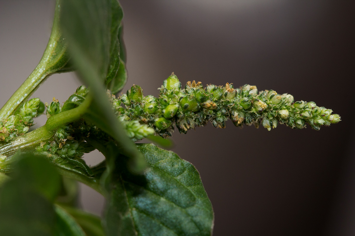 Amaranthus blitum subsp. emarginatus