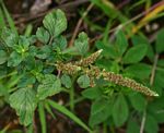 Amaranthus blitum subsp. emarginatus