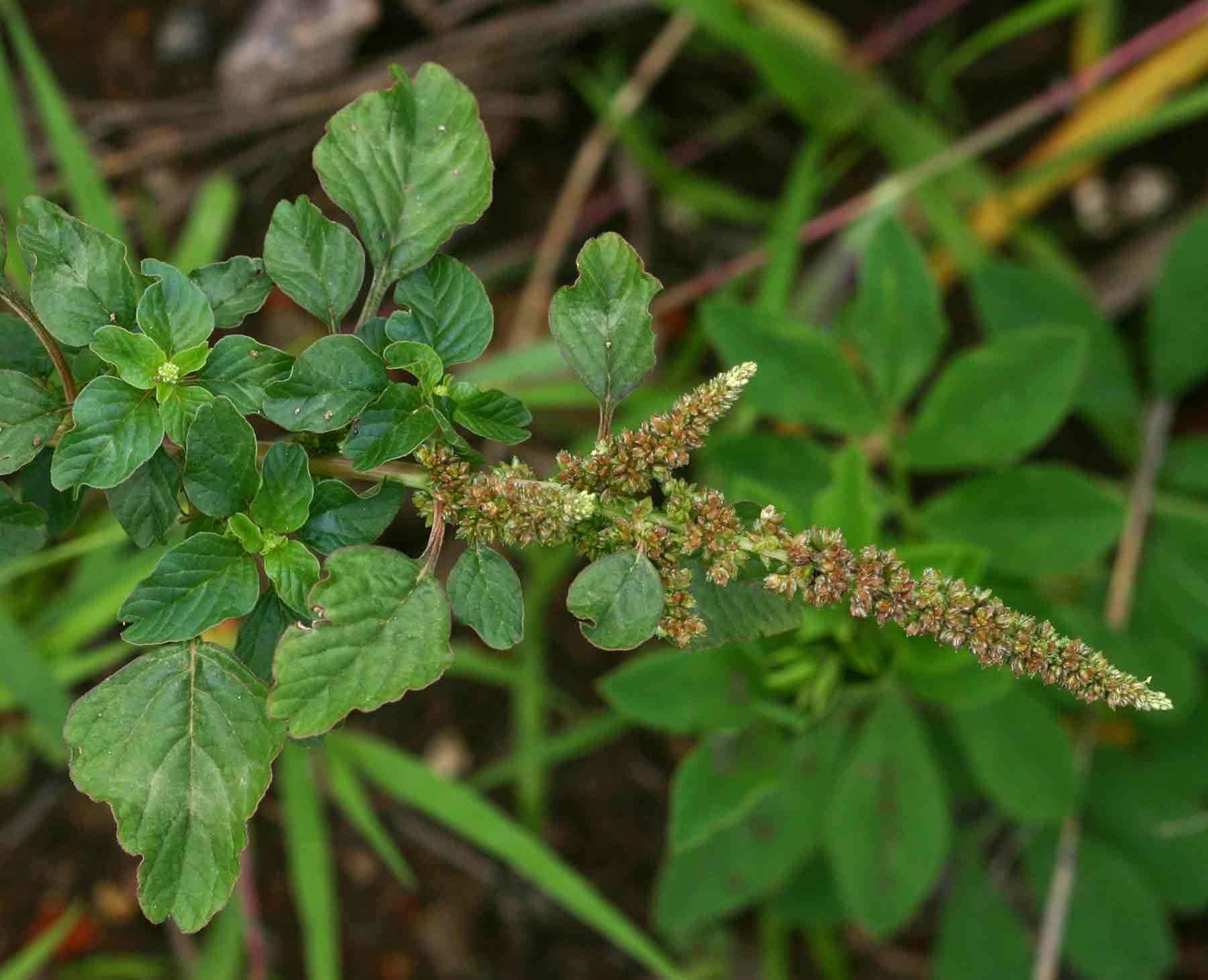 Amaranthus blitum subsp. emarginatus