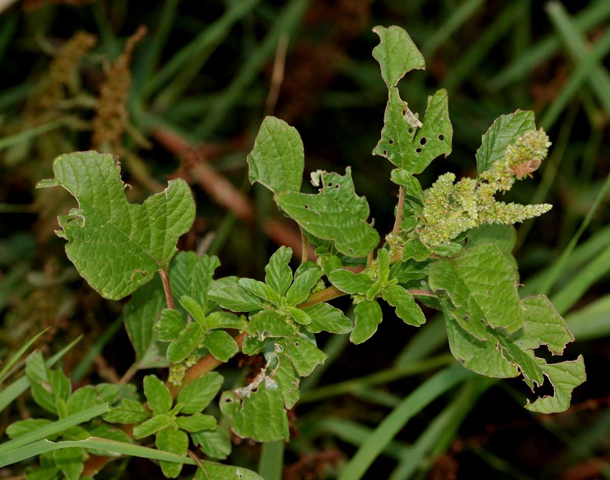 Amaranthus blitum subsp. emarginatus