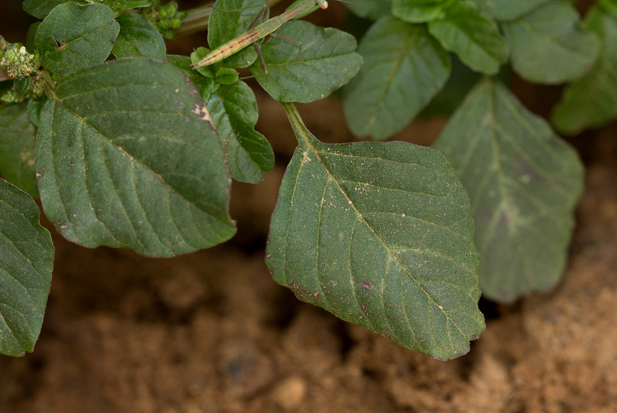Amaranthus blitum subsp. emarginatus