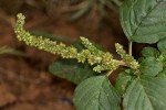 Amaranthus blitum subsp. emarginatus