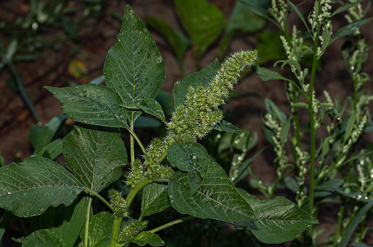 Amaranthus retroflexus