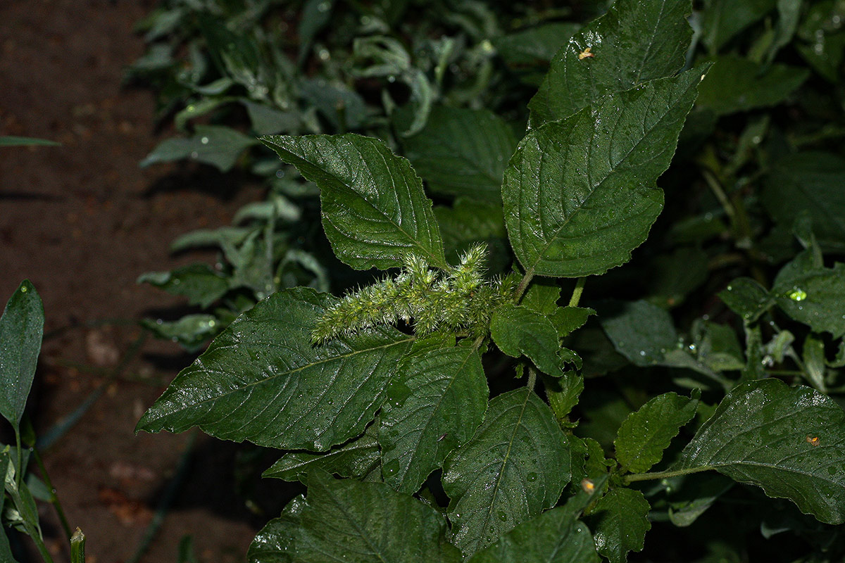 Amaranthus retroflexus