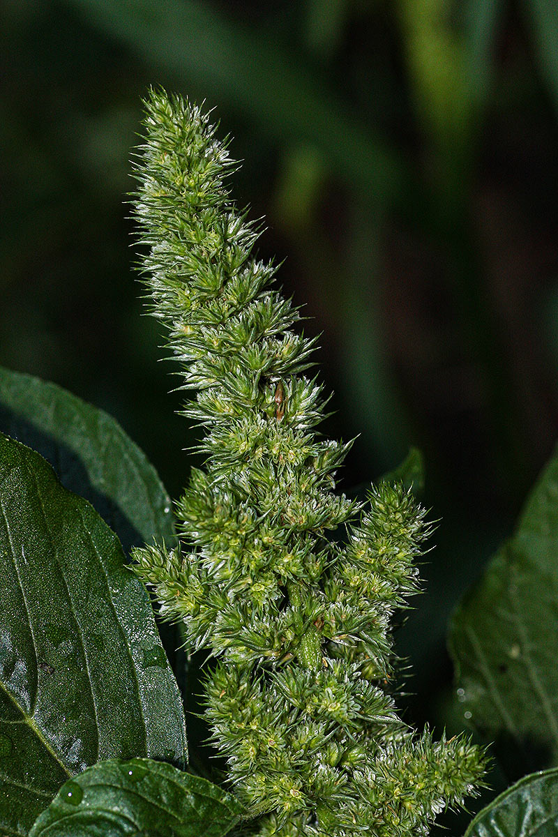 Amaranthus retroflexus