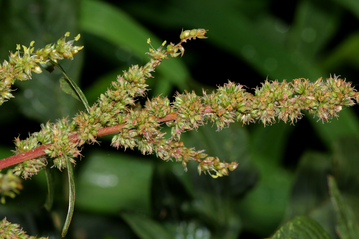 Amaranthus spinosus