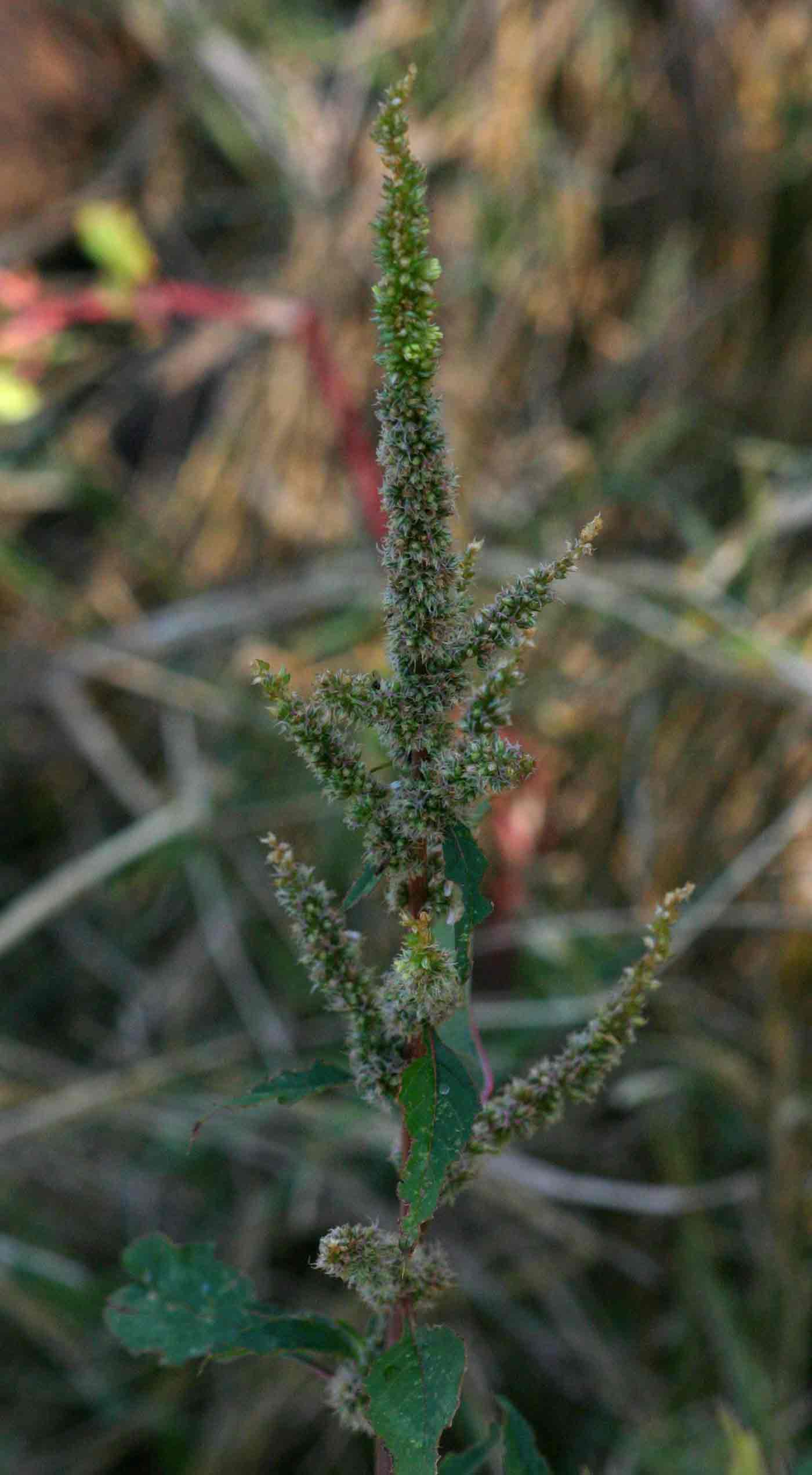 Amaranthus spinosus