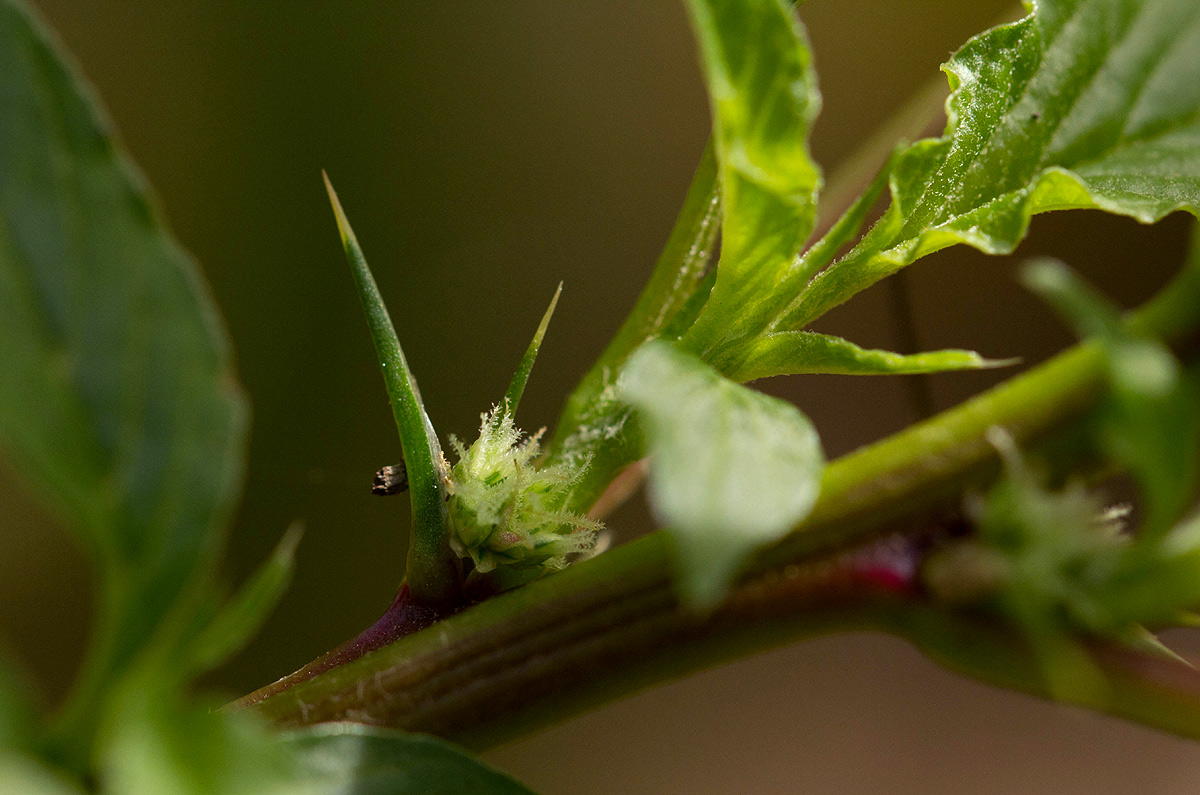 Amaranthus spinosus