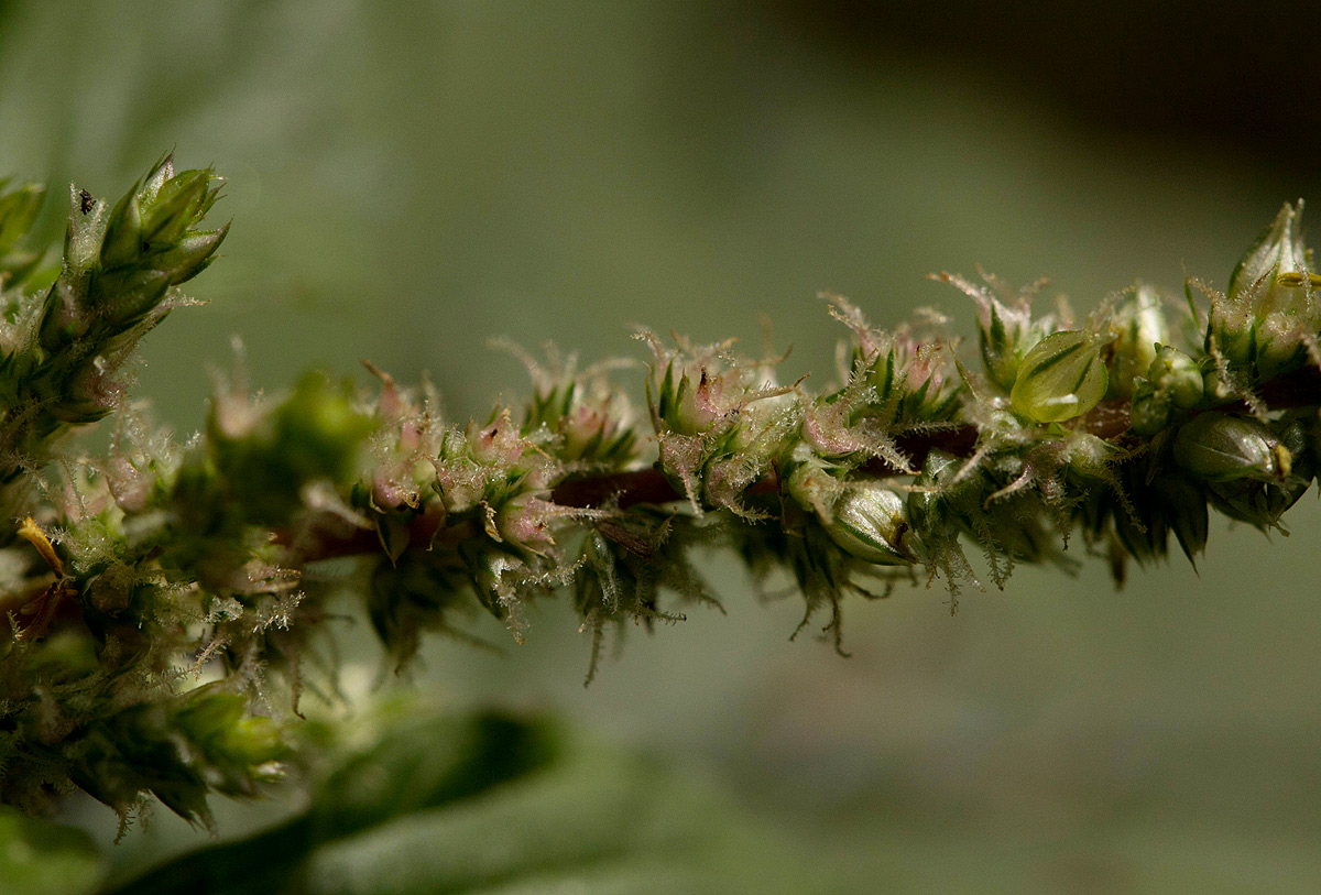 Amaranthus spinosus