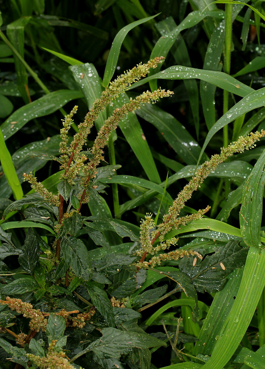 Amaranthus spinosus