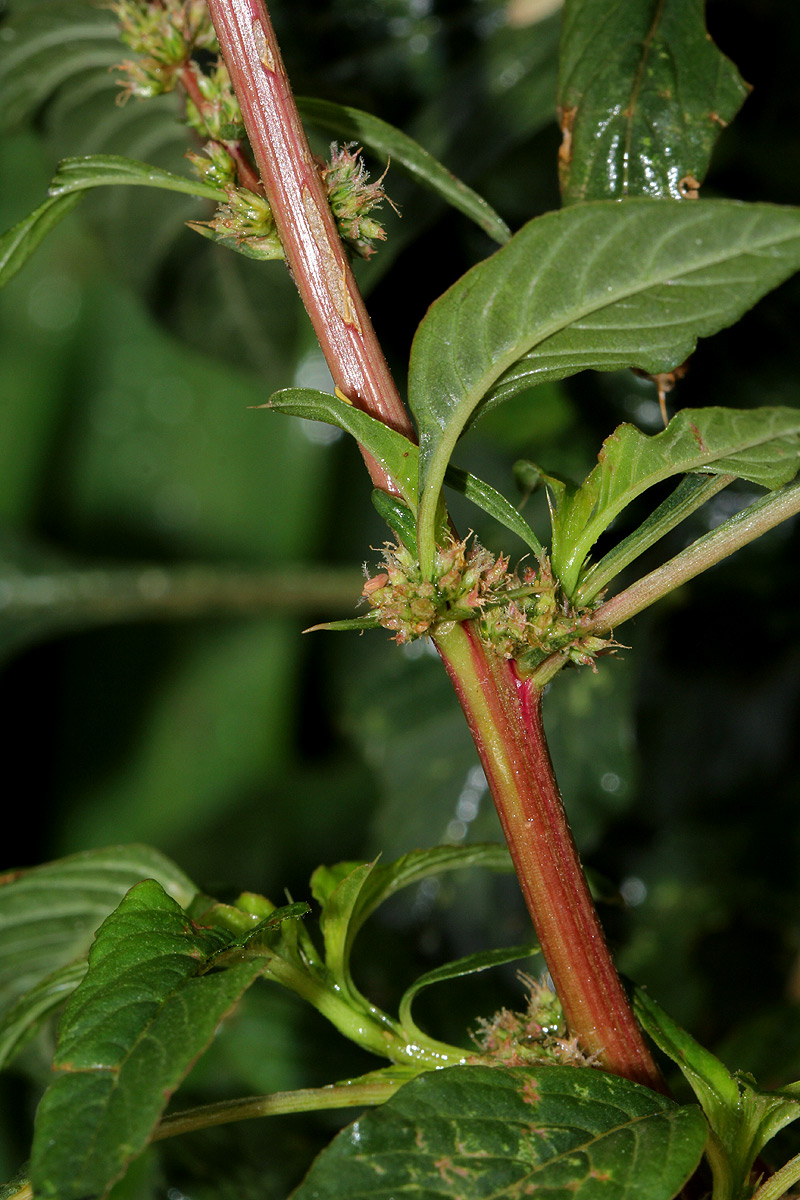 Amaranthus spinosus