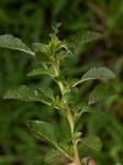 Amaranthus thunbergii