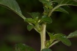 Amaranthus thunbergii