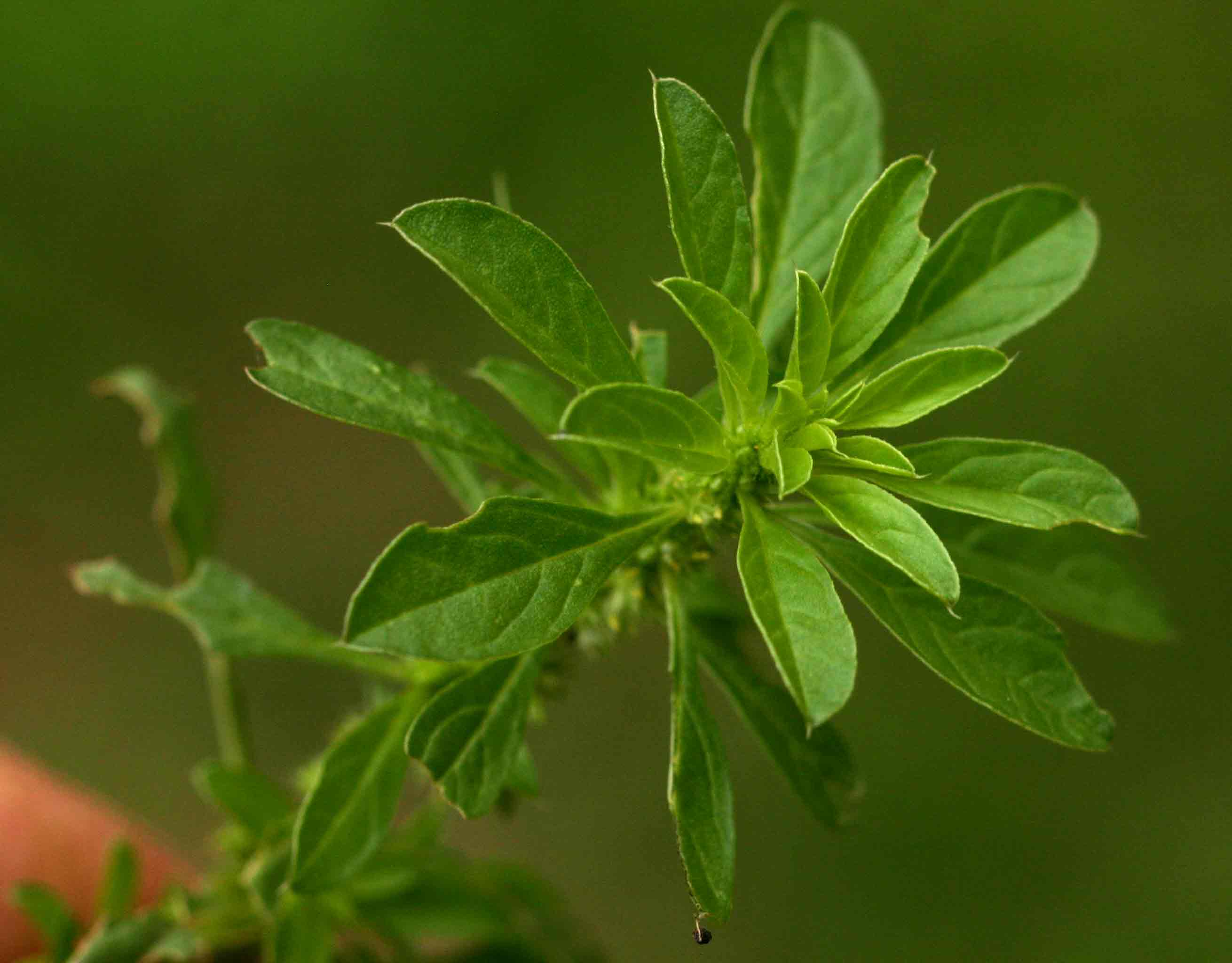 Amaranthus thunbergii
