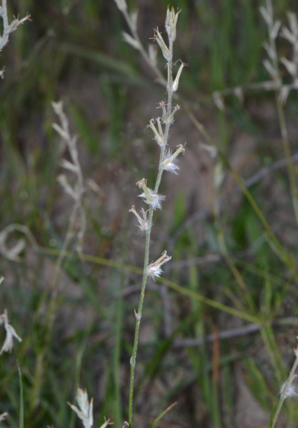 Sericorema sericea Sericorema sericea