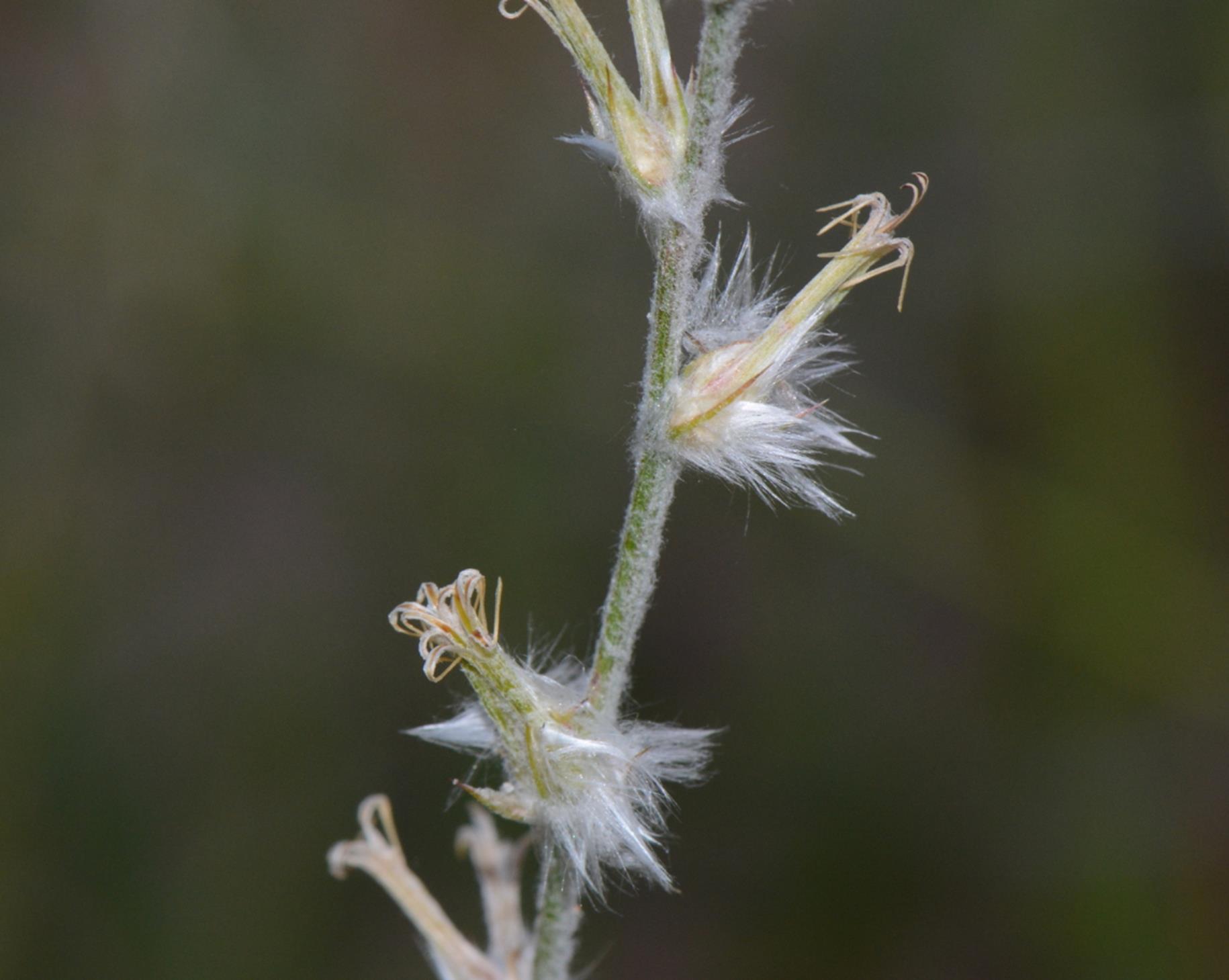 Sericorema sericea Sericorema sericea