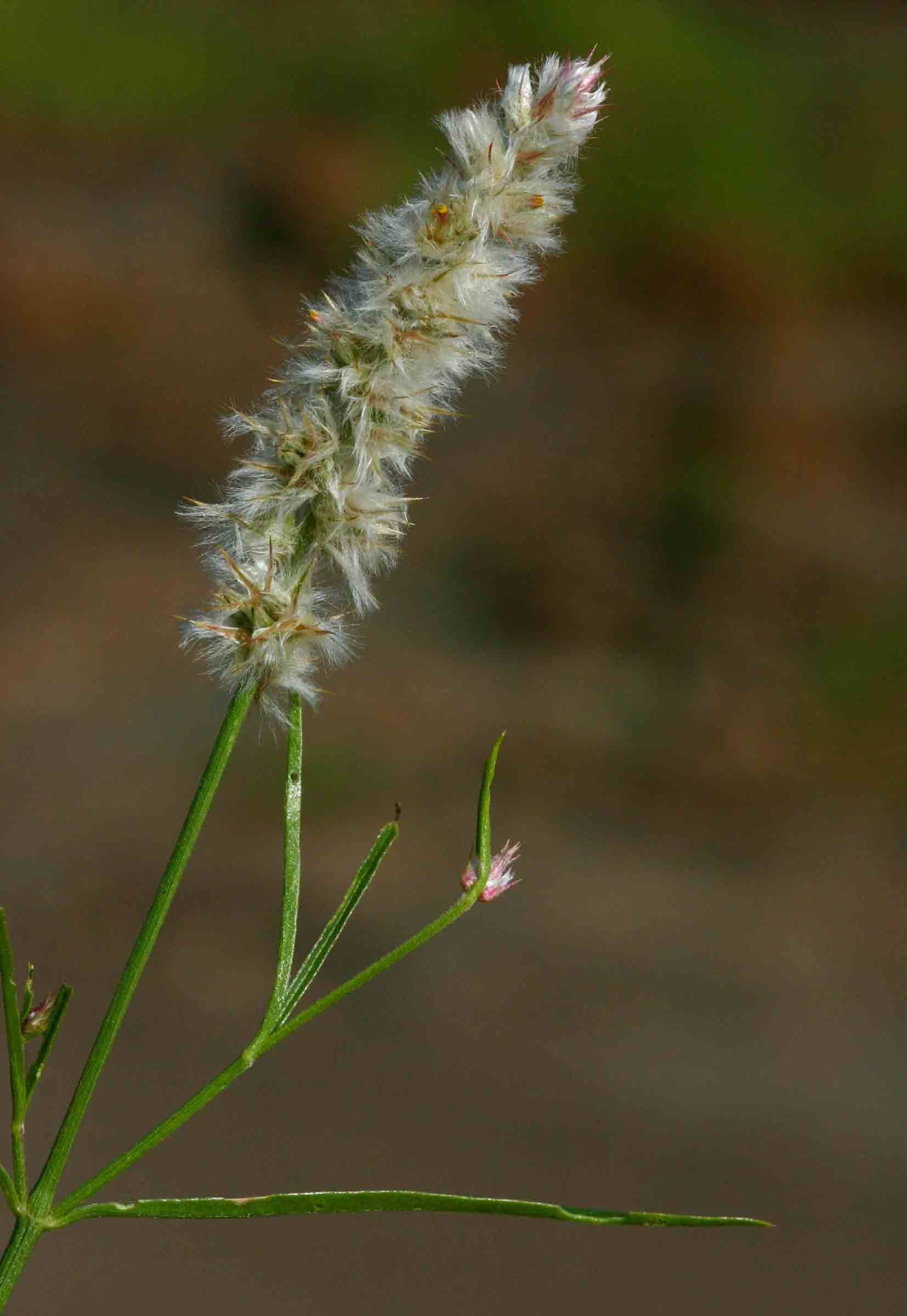 Kyphocarpa angustifolia