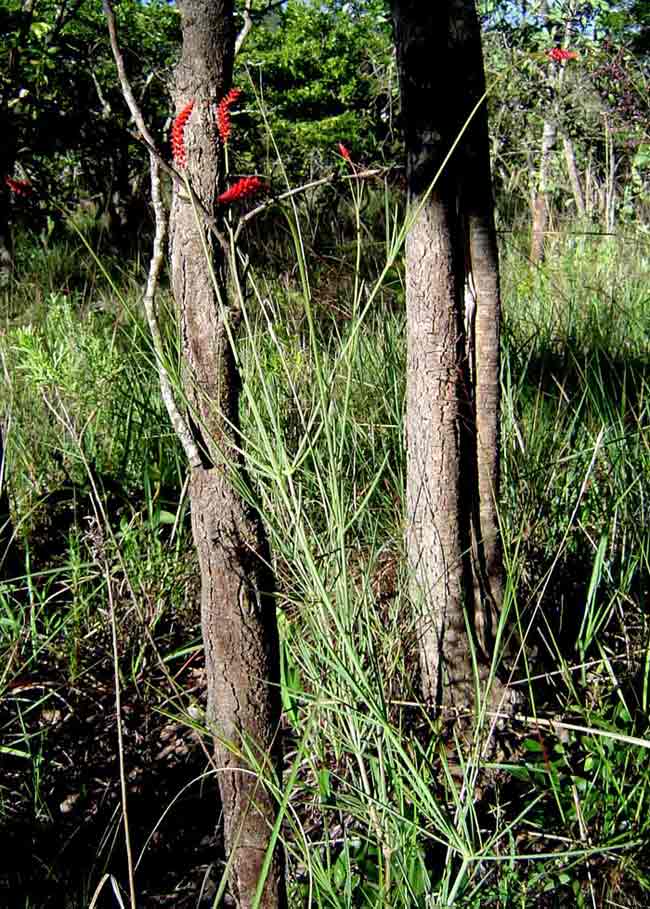 Centemopsis gracilenta