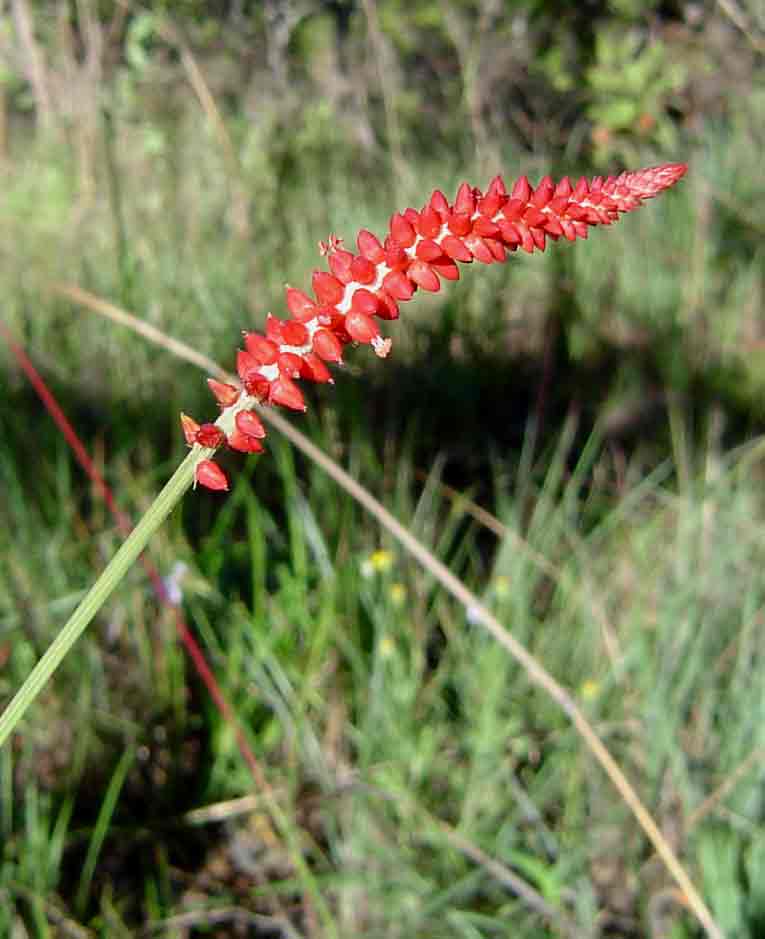 Centemopsis gracilenta