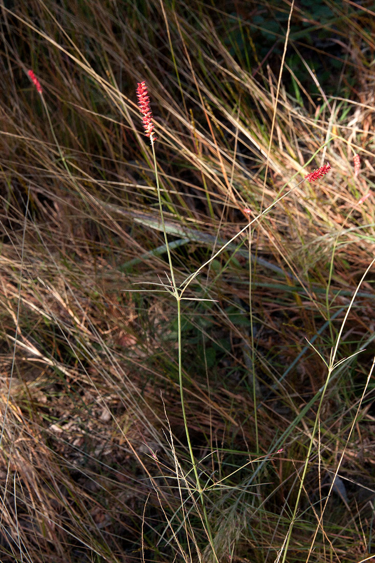 Centemopsis gracilenta