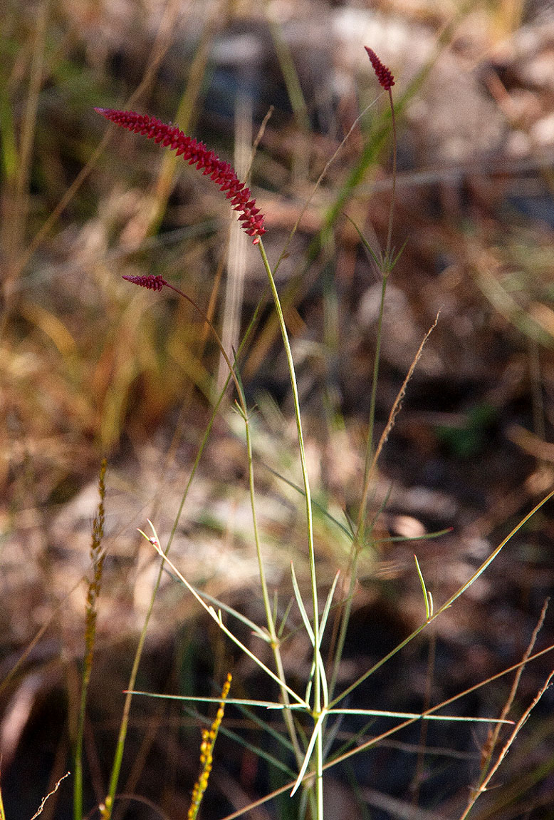 Centemopsis gracilenta