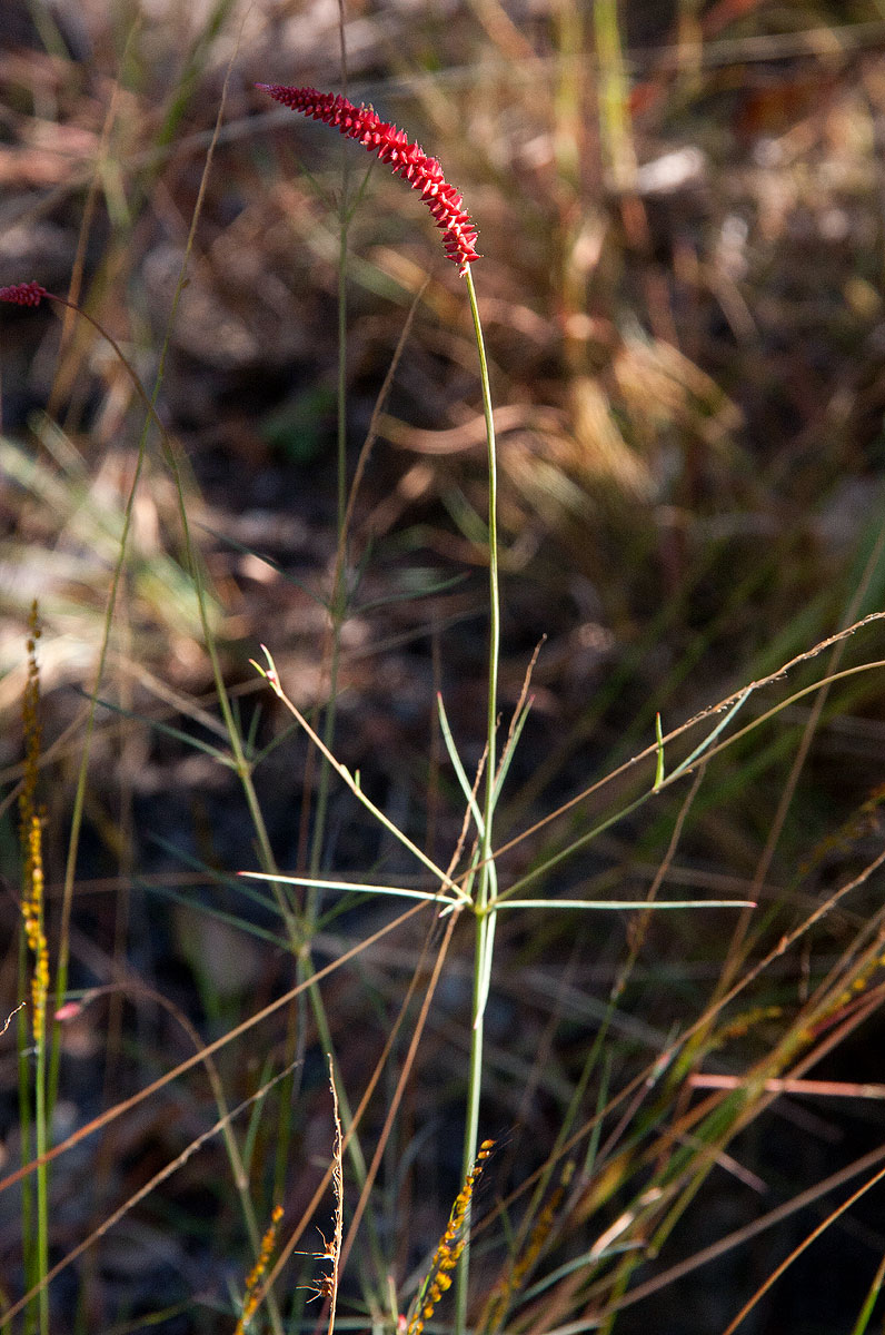 Centemopsis gracilenta