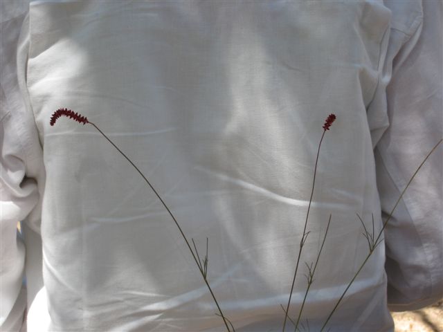 Centemopsis gracilenta