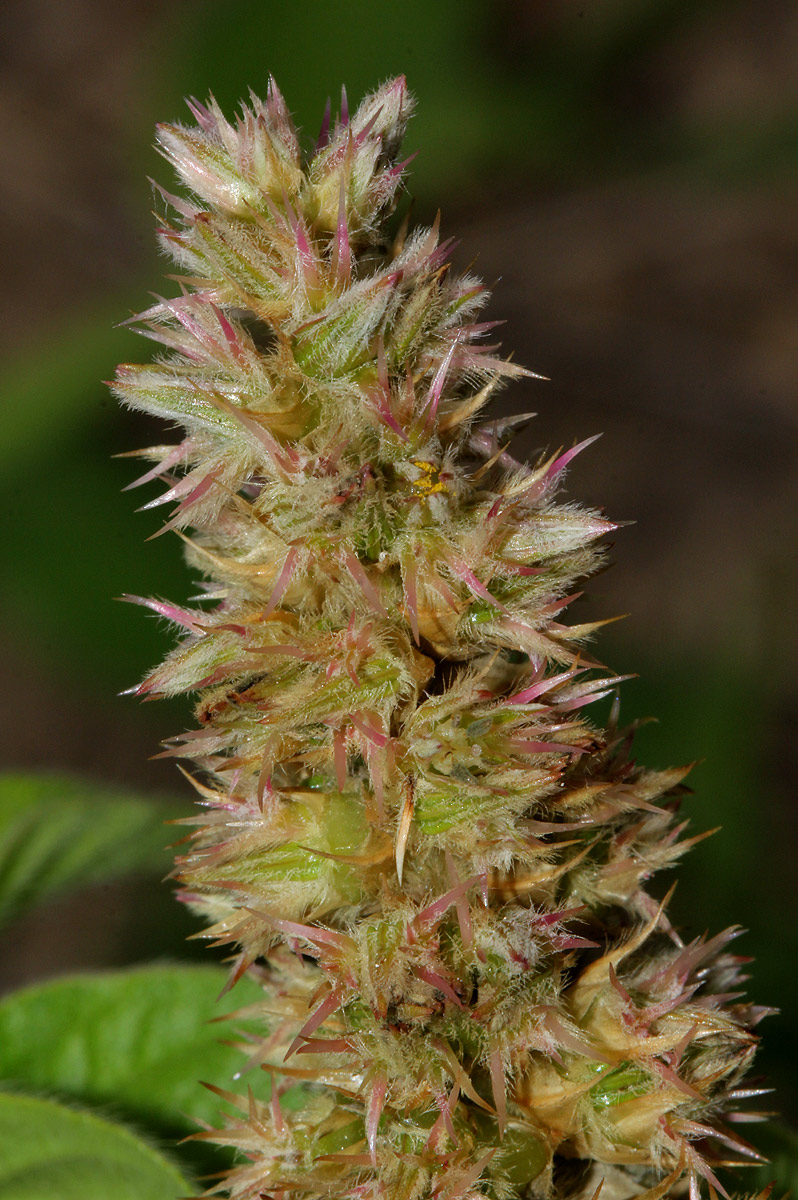 Cyathula orthacantha