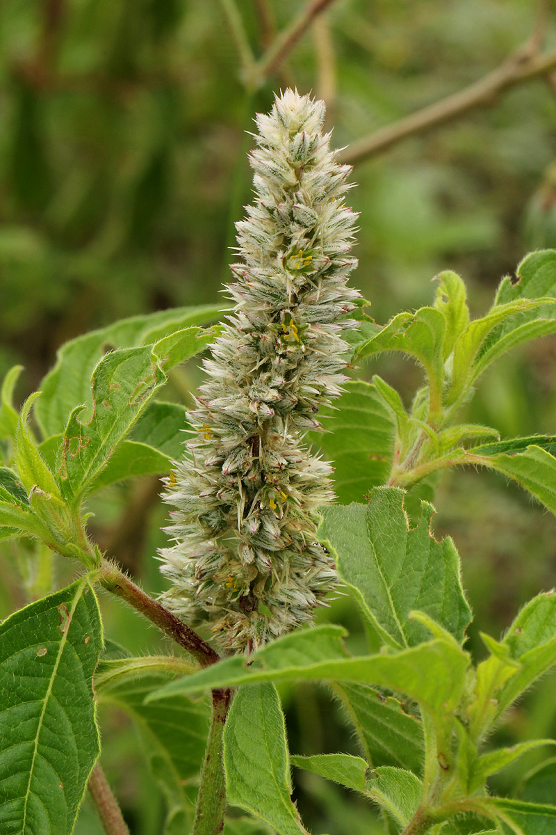 Cyathula orthacantha