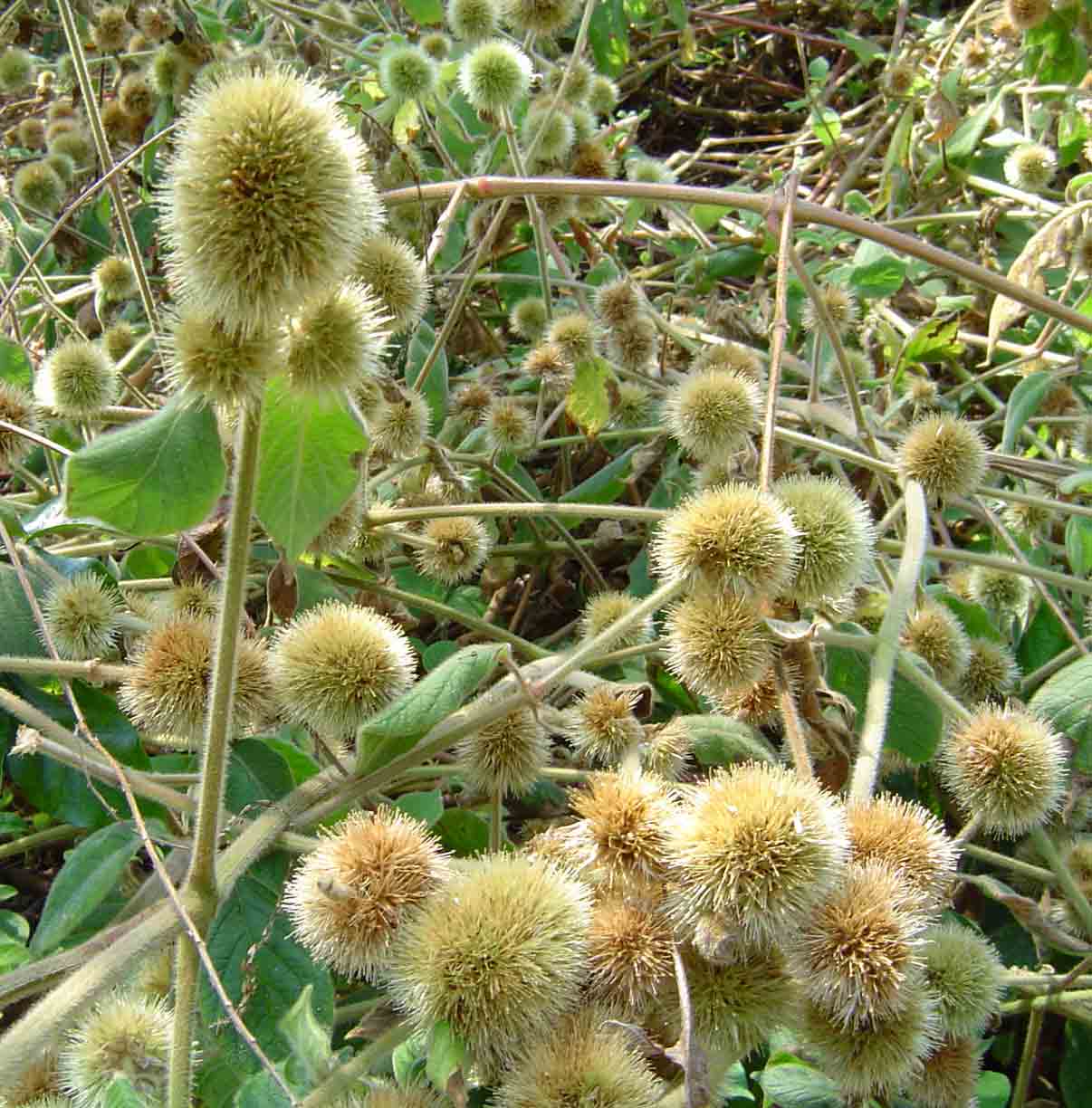 Cyathula uncinulata Cyathula uncinulata