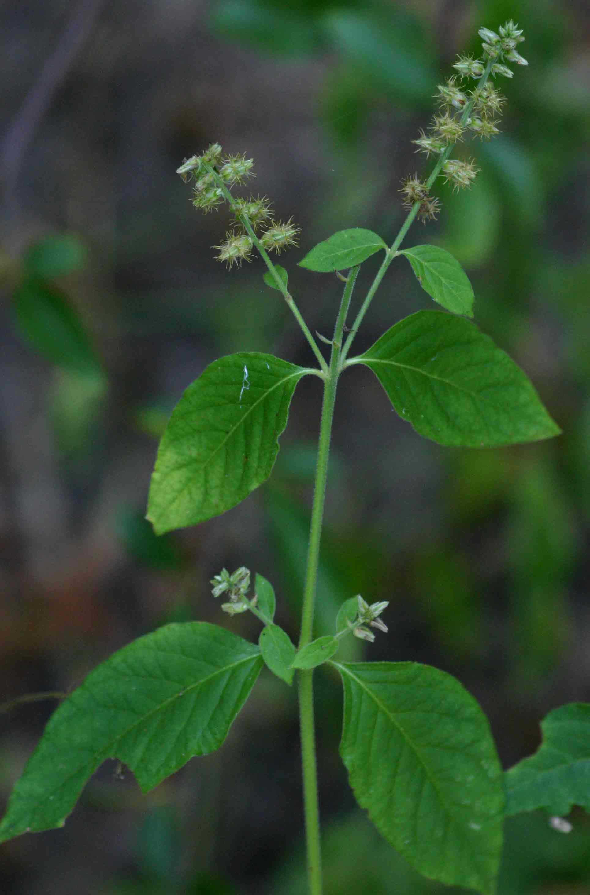 Pupalia lappacea var. velutina