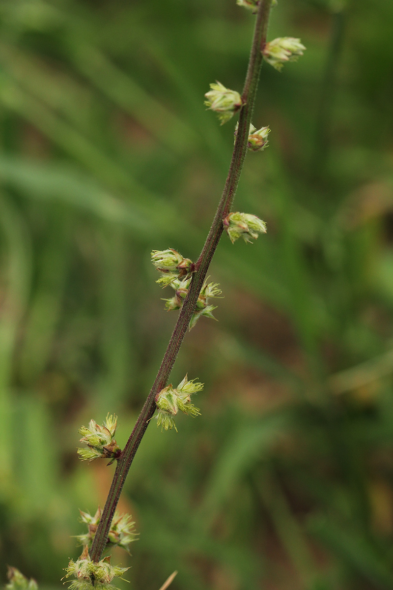 Pupalia lappacea var. velutina