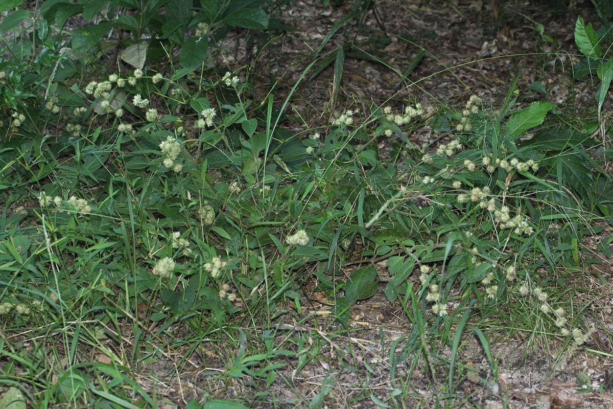 Pupalia lappacea var. velutina