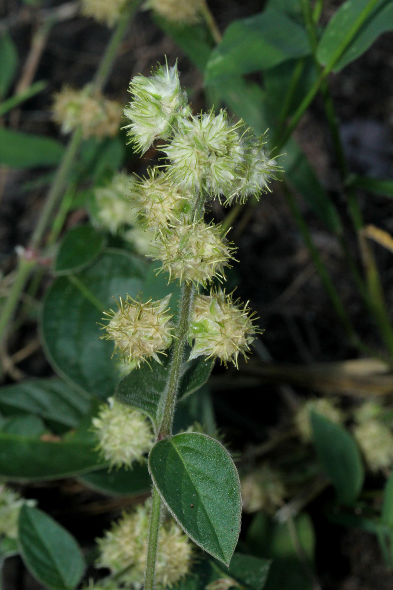 Pupalia lappacea var. velutina