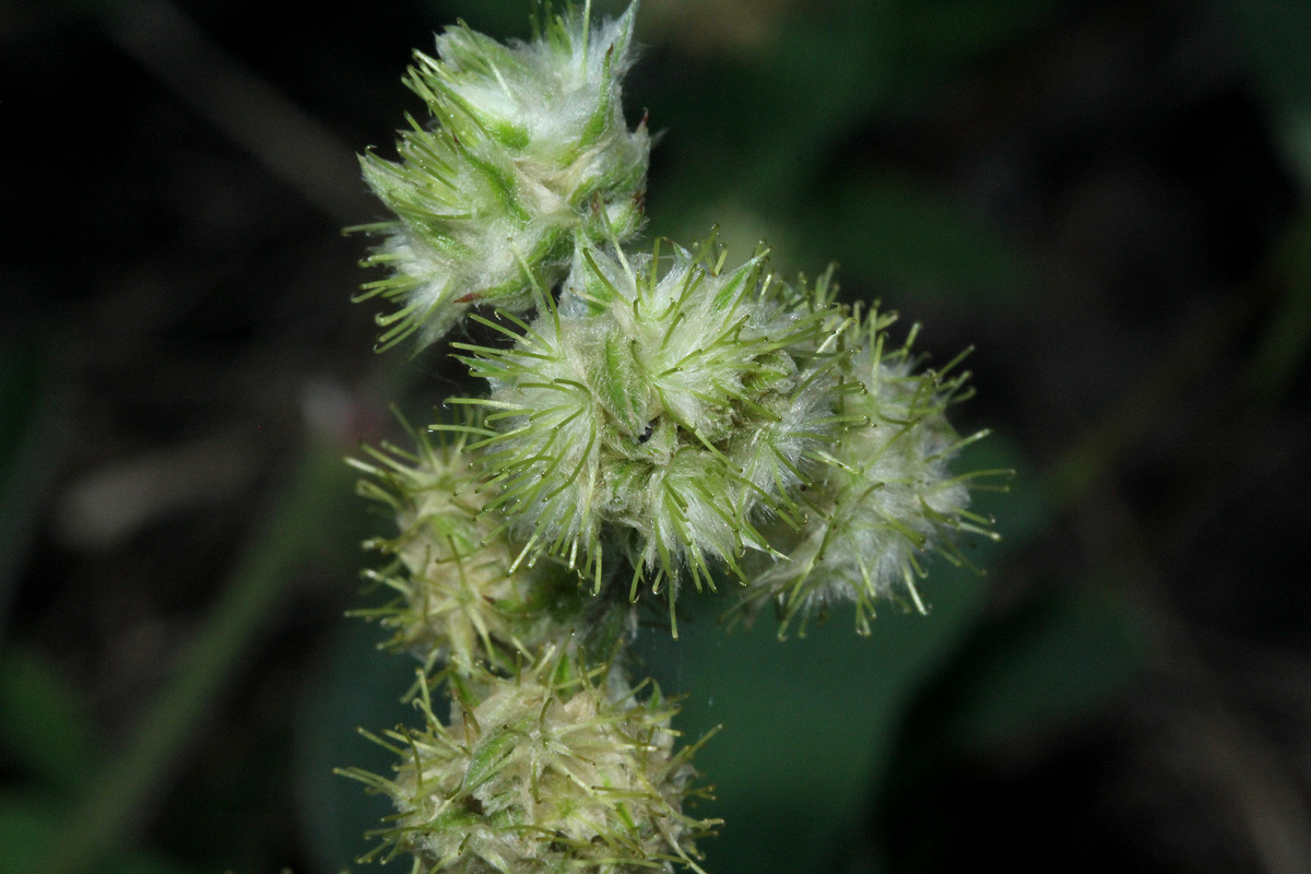 Pupalia lappacea var. velutina