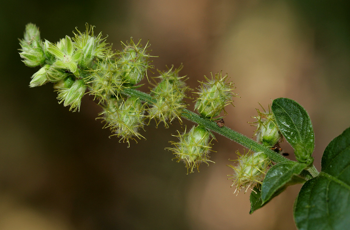 Pupalia lappacea var. velutina