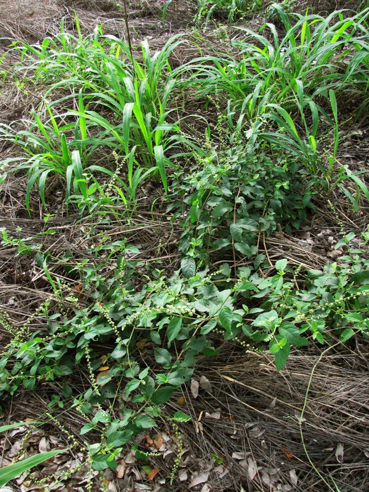 Pupalia lappacea var. velutina