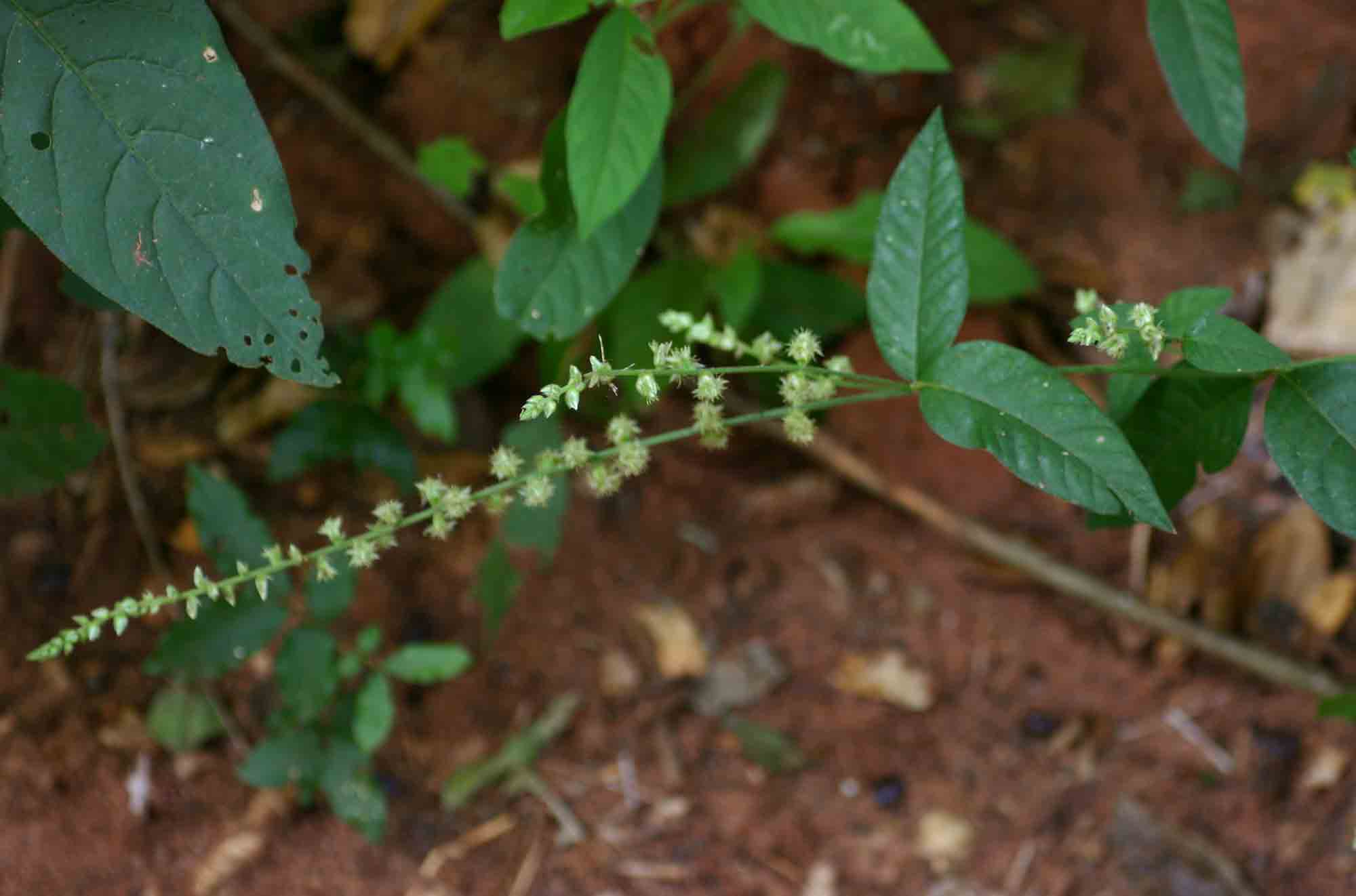 Pupalia lappacea var. velutina
