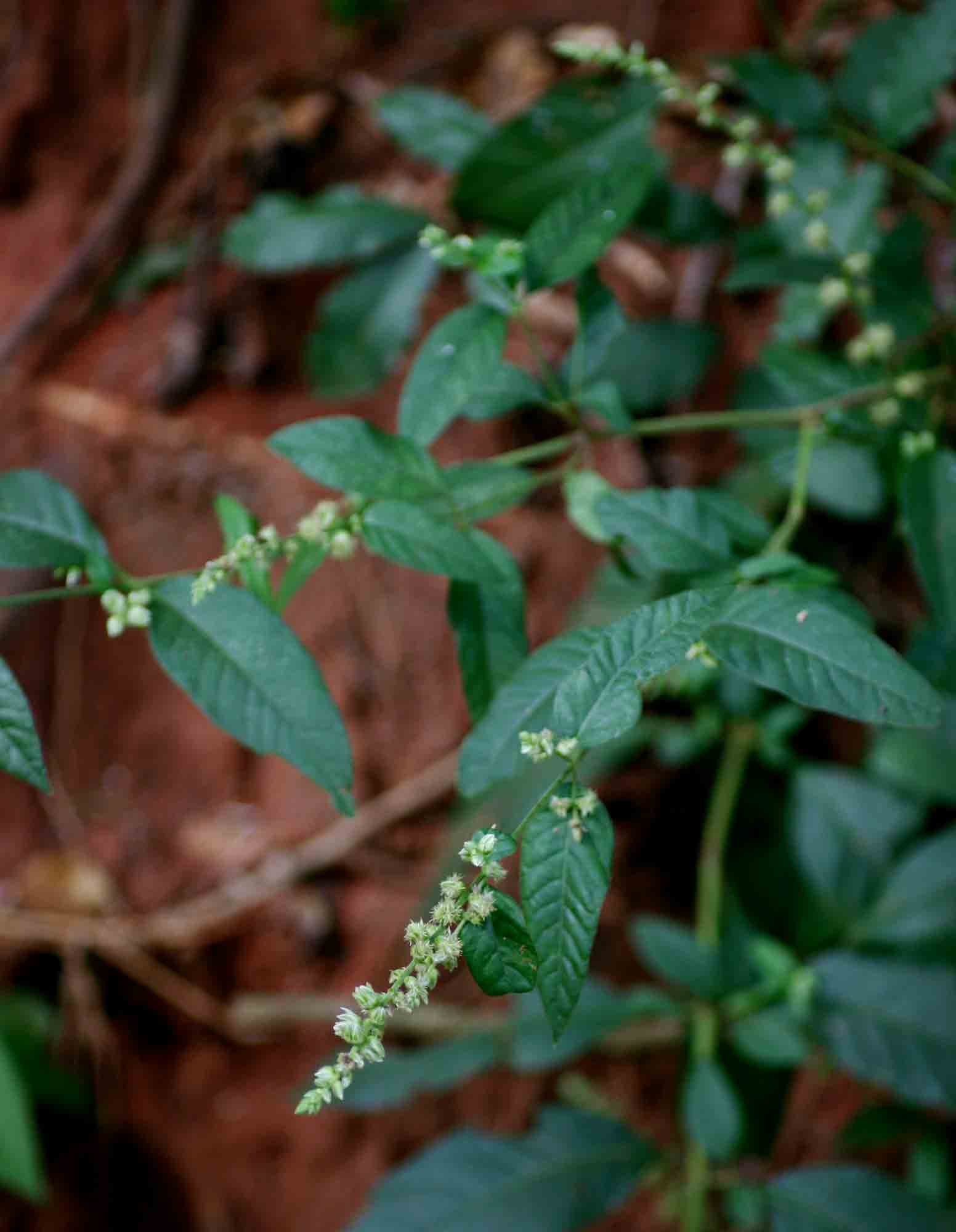 Pupalia lappacea var. velutina