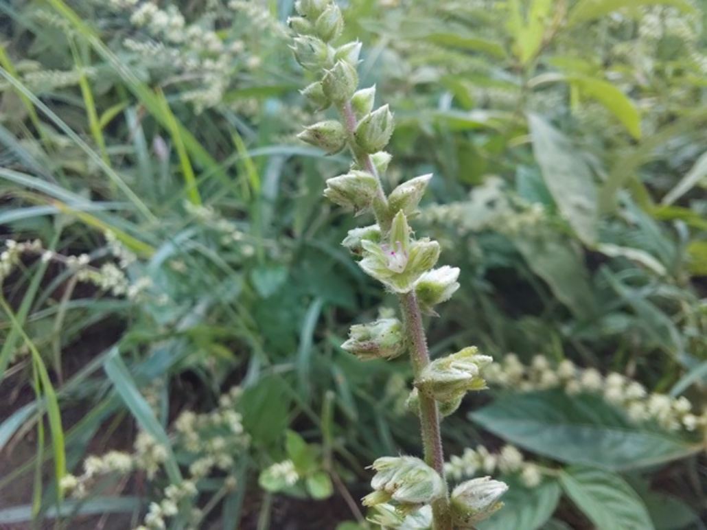 Pupalia micrantha Pupalia micrantha