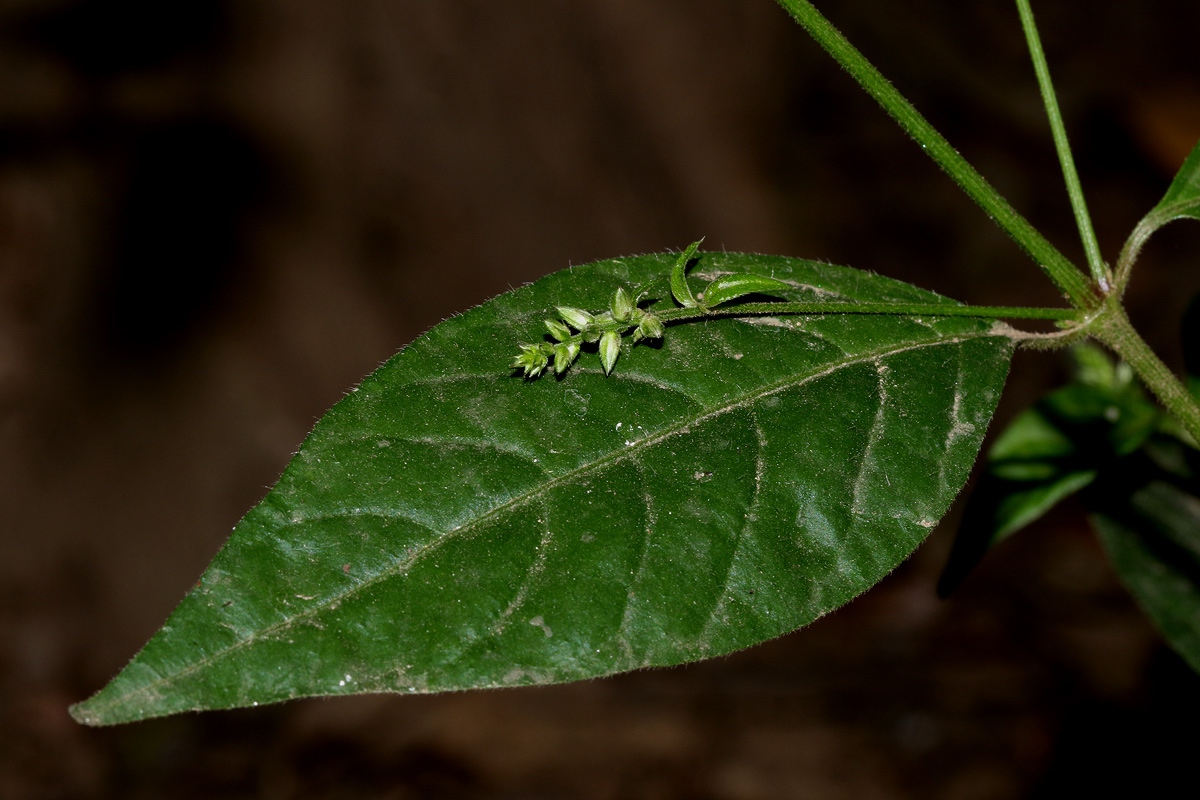 Pupalia micrantha